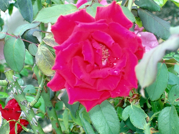 soch6_149.JPG